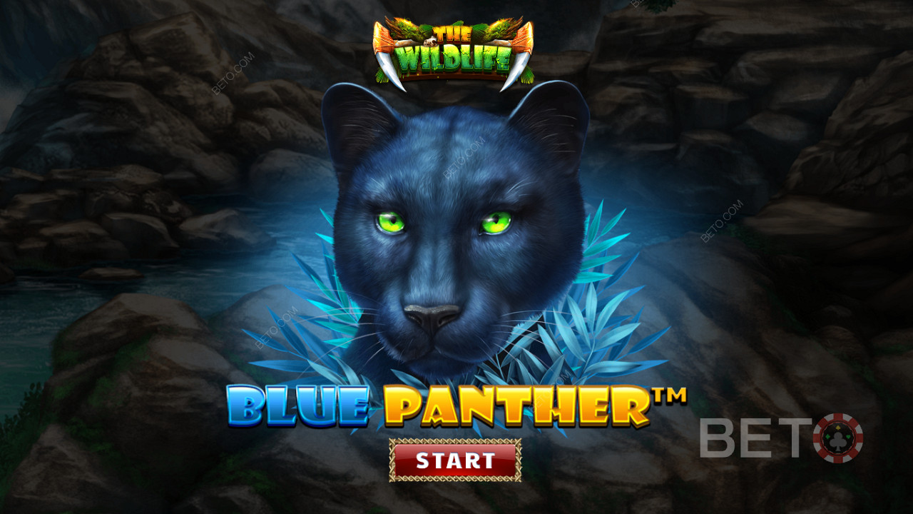 Toulejte se džunglí mezi nočními šelmami slotu Blue Panther