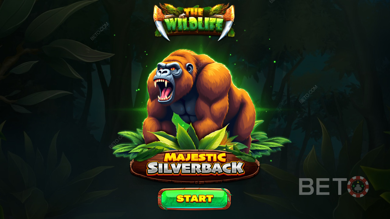 Vysvětlení bonusových funkcí v Majestic Silverback od Spinomenal