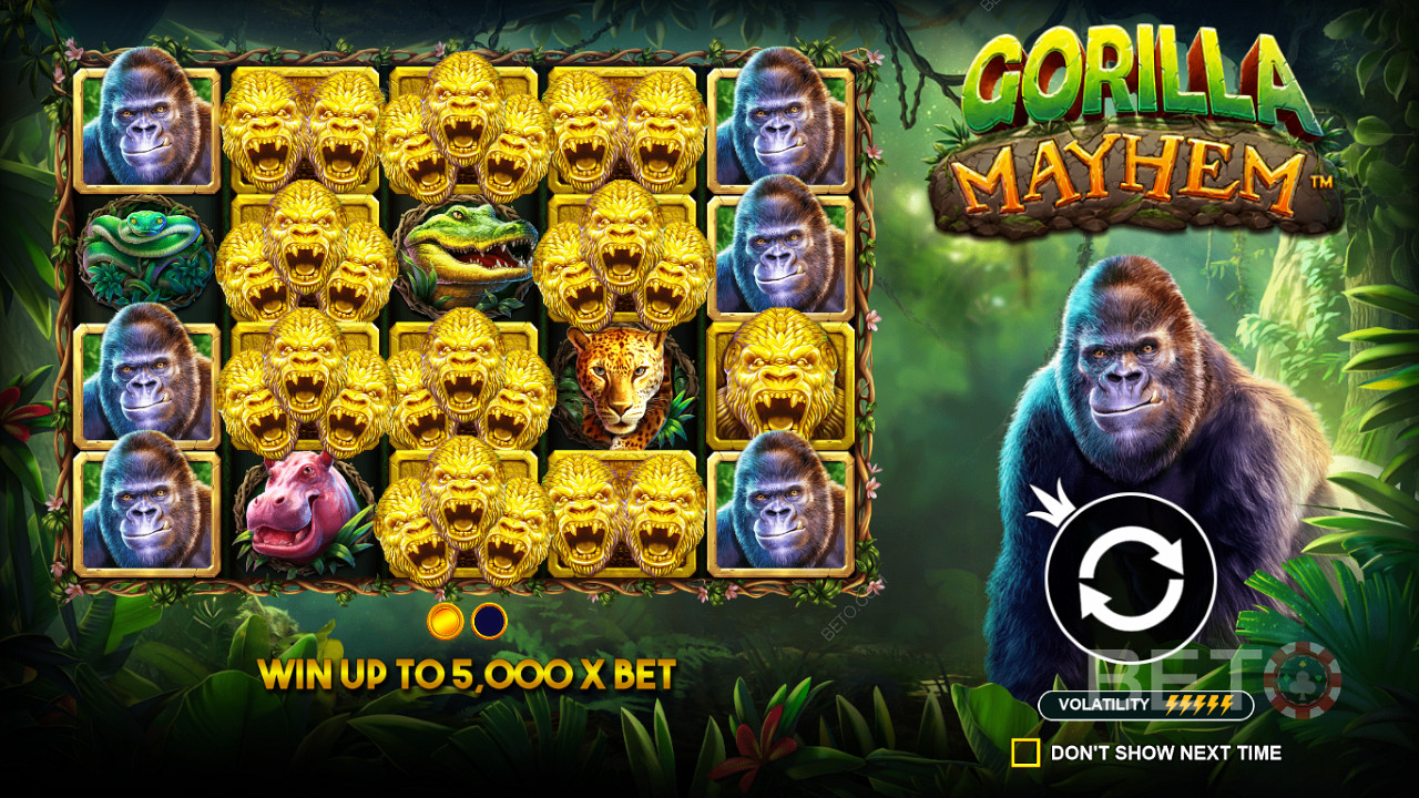Symboly Golden Gorilla hrají ve slotu Gorilla Mayhem důležitou roli.