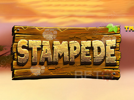 Czech: Stampede (Betsoft)  Demo